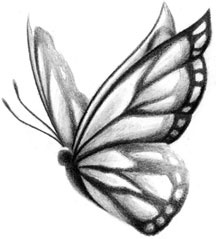 Motýľ lásky